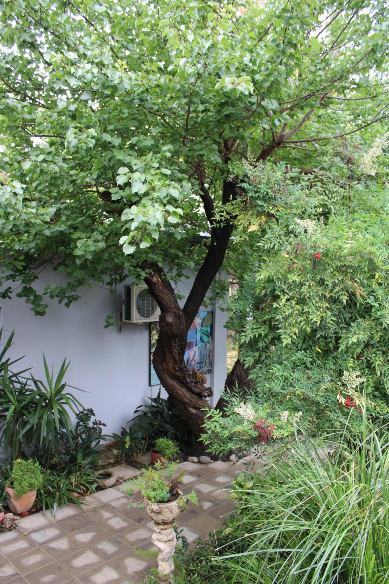 Jedidja Bed And Breakfast บลูมฟอนเทน ภายนอก รูปภาพ